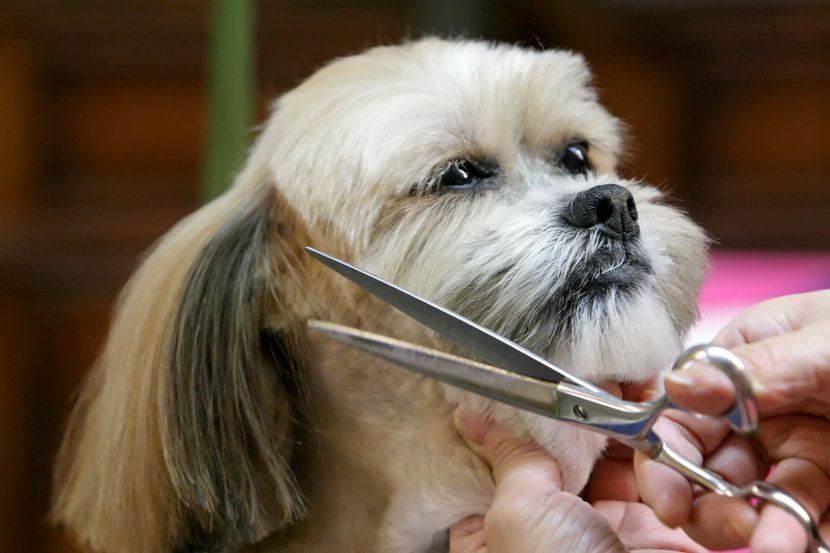 Provide your valuable feedback if you are satisfied with the grooming services offered for your pets.
