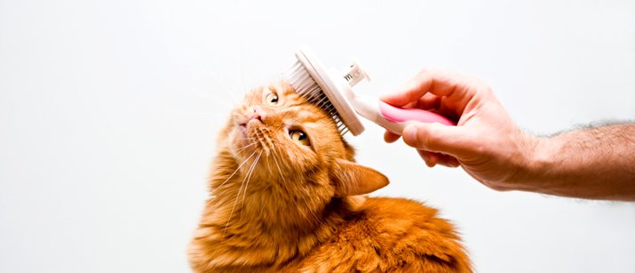 Cat groomers Miami is best for your cats!