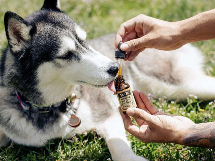 What are some best CBD oil for dogs in Canada?