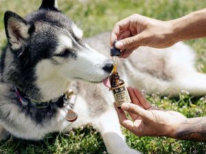 cbd oil for dogs in canada