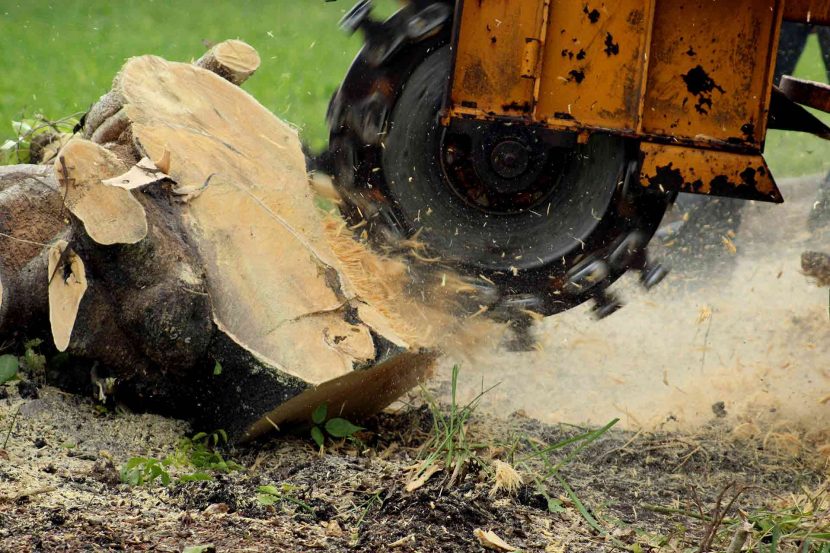 Say Goodbye to Unsightly Stumps: Discover the Benefits of Professional Stump Grinding