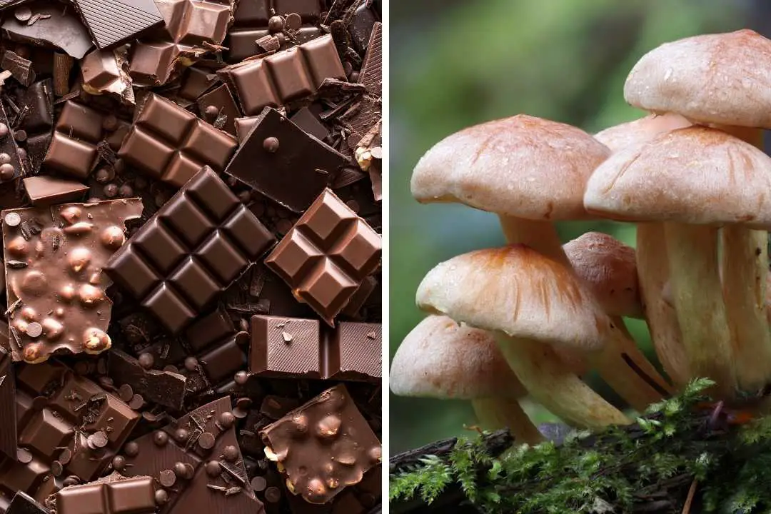 Stress Relief in Every Bite: The Calming Effects of Magic Mushroom Chocolate