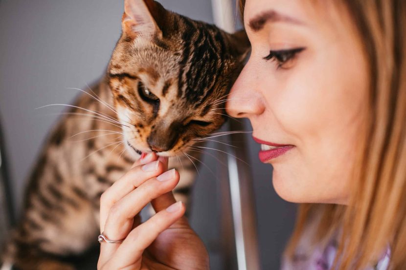 cbd for cats